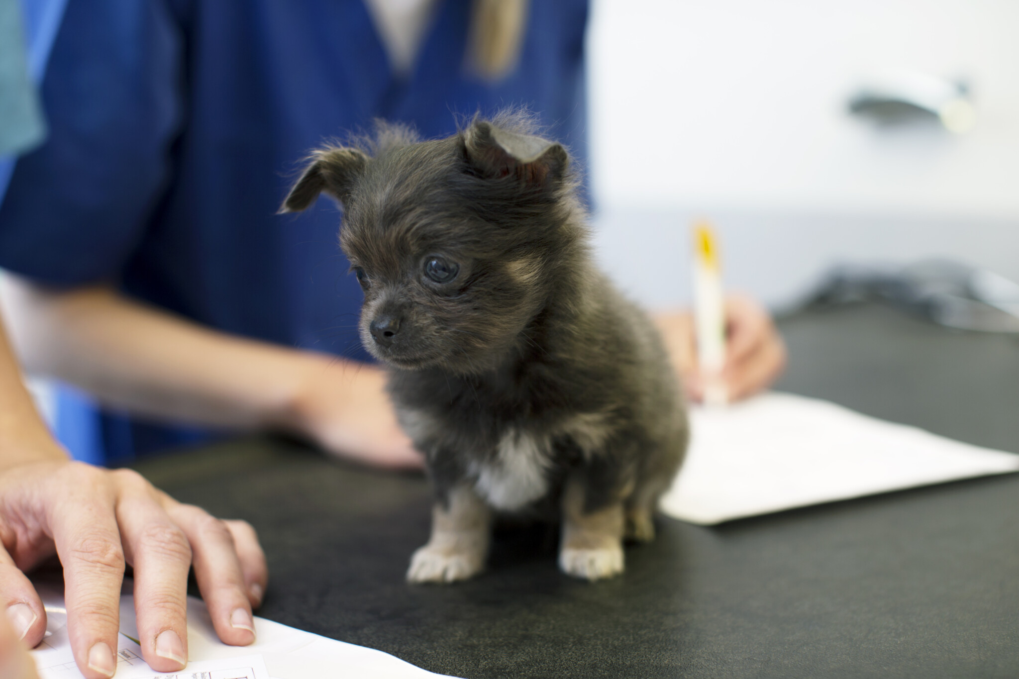 What do pet owners think of your fees? VetFamily